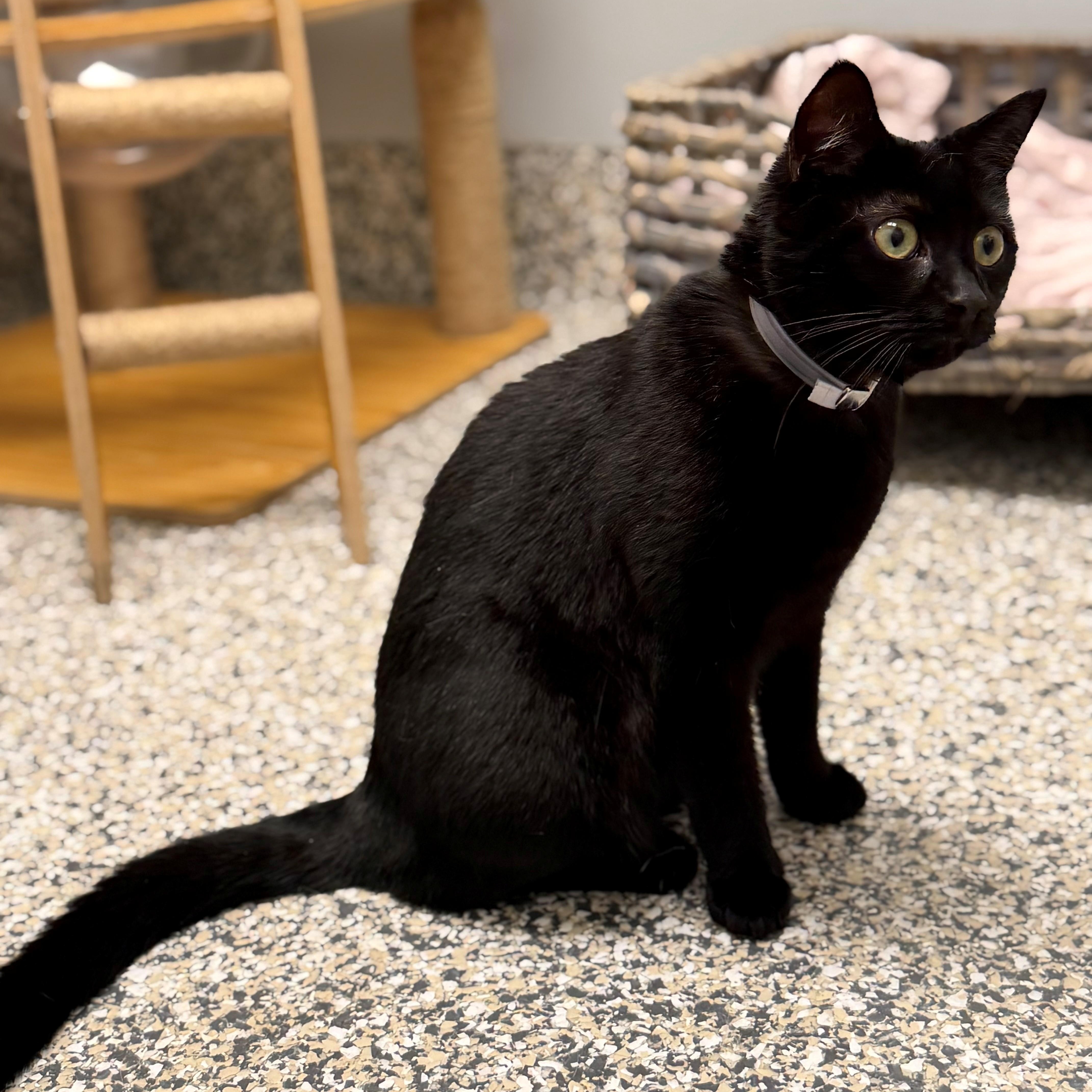 Cats & Kittens for Adoption in Hicksville, NY | Petfinder