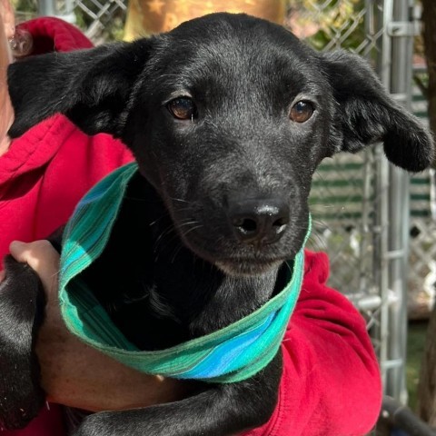 Dog for adoption - Cricket JuM, a Black Labrador Retriever & Shepherd ...