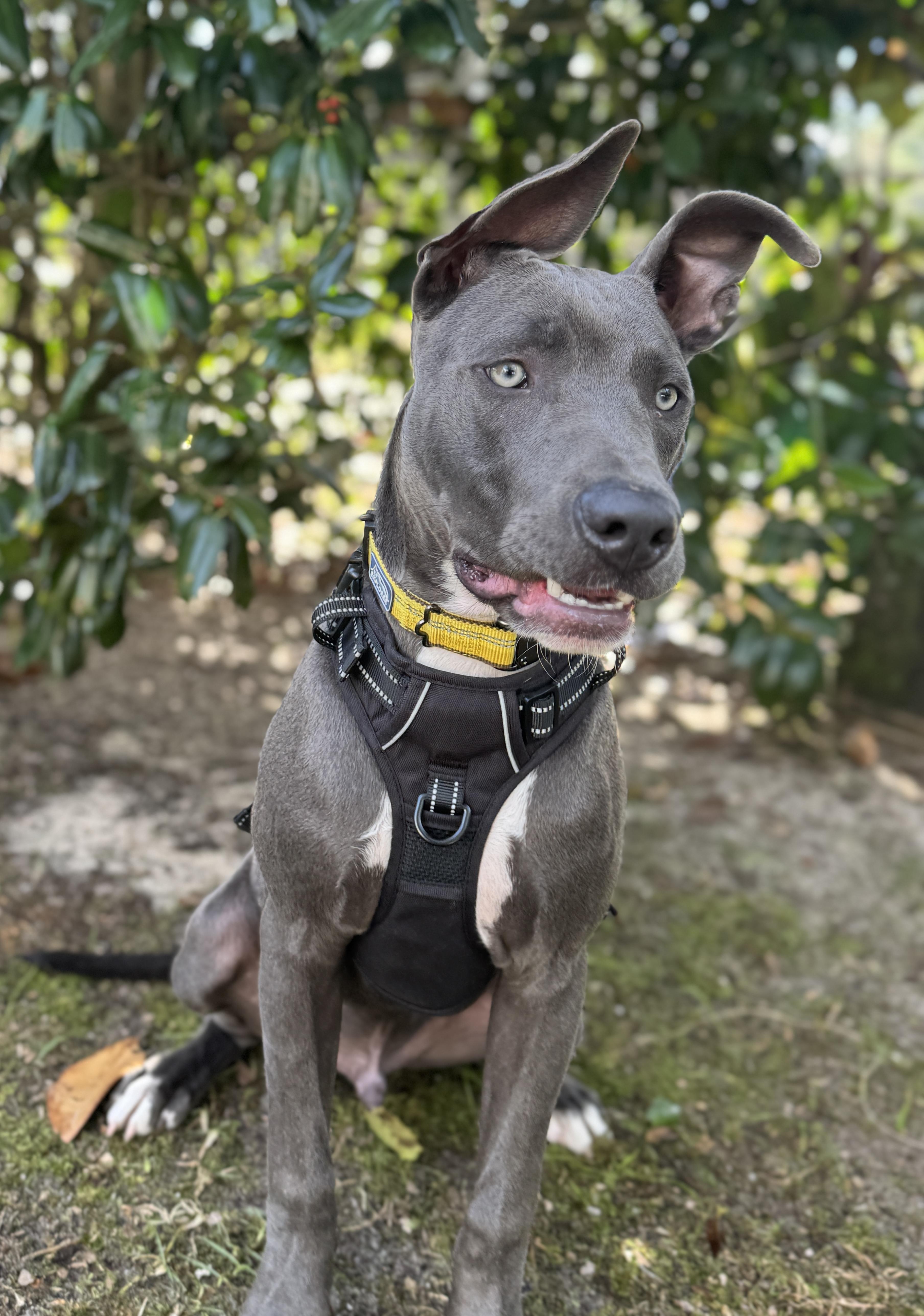 Enlarge Sky, a ADOPTABLE mixed breed in Navarre, FL image 1/6