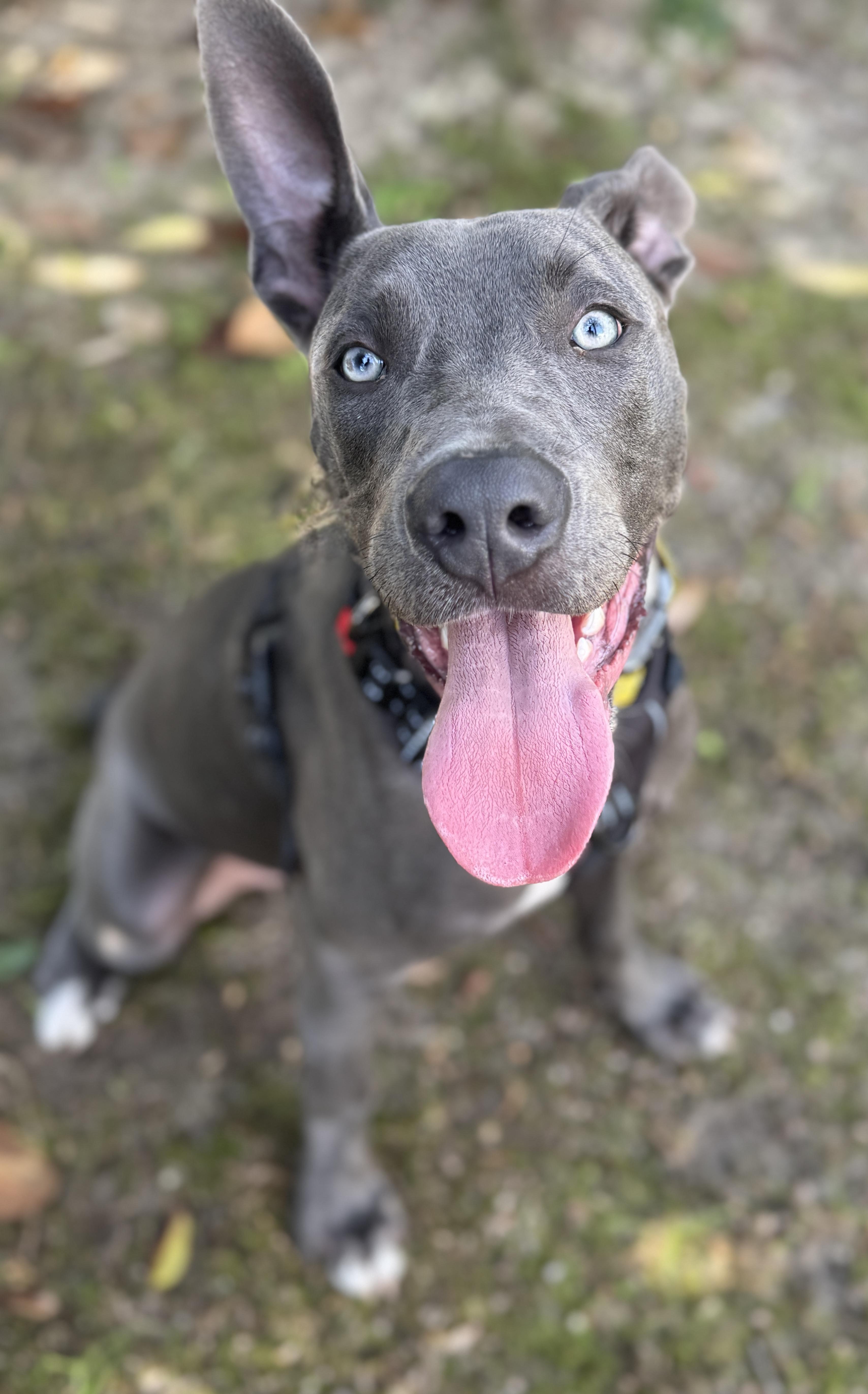 Enlarge Sky, a ADOPTABLE mixed breed in Navarre, FL image 2/6