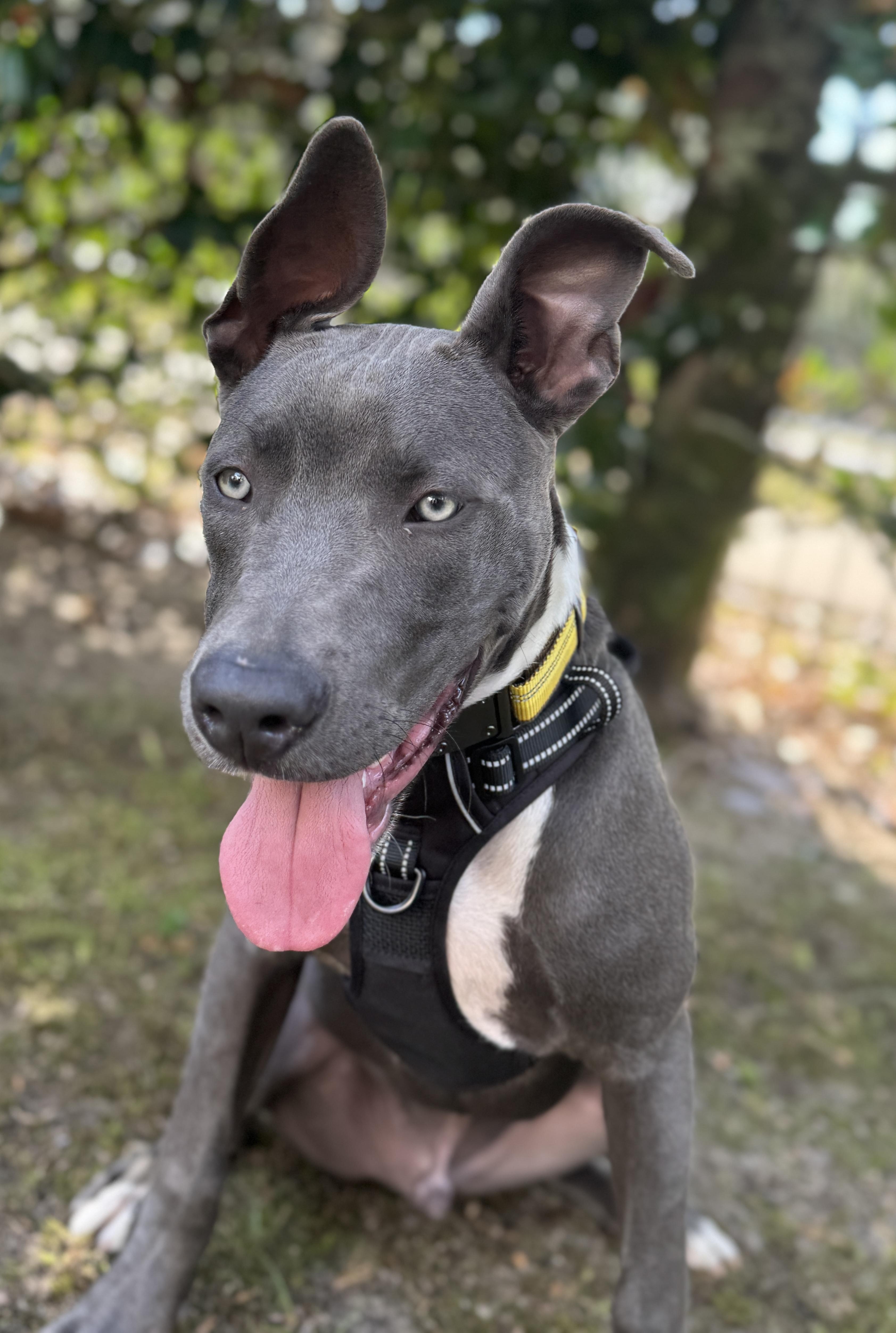 Enlarge Sky, a ADOPTABLE mixed breed in Navarre, FL image 3/6