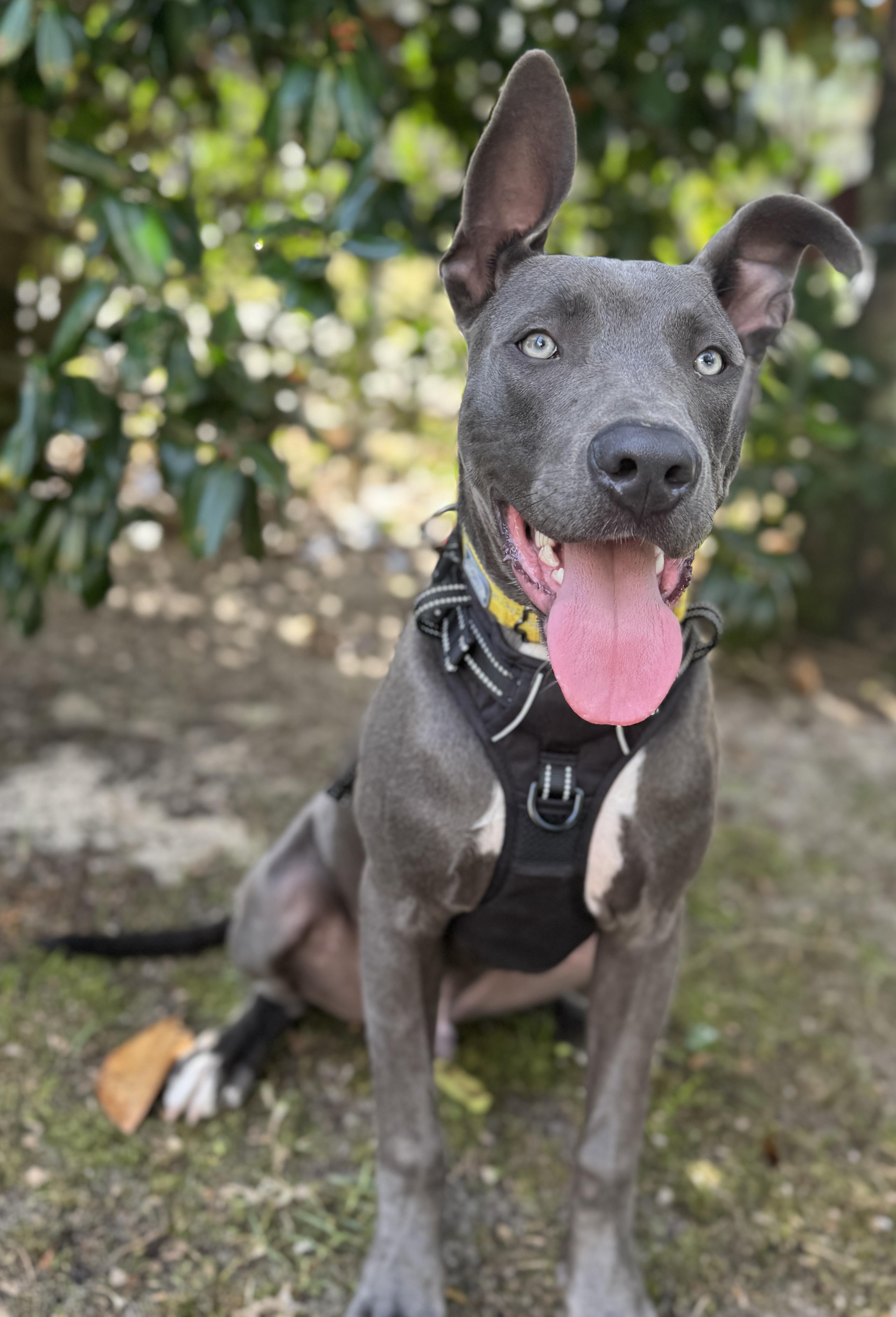 Enlarge Sky, a ADOPTABLE mixed breed in Navarre, FL image 4/6