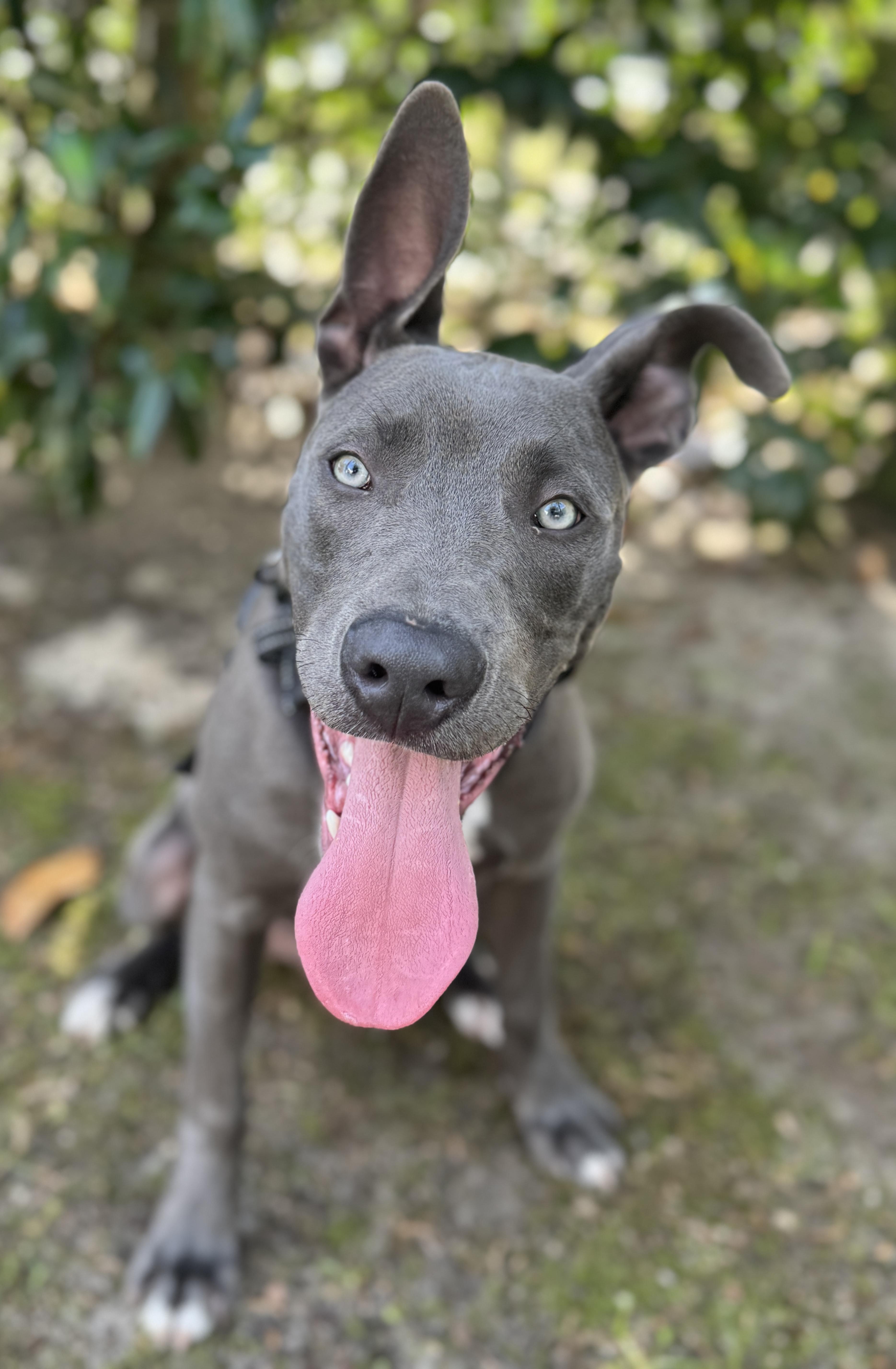 Enlarge Sky, a ADOPTABLE mixed breed in Navarre, FL image 5/6