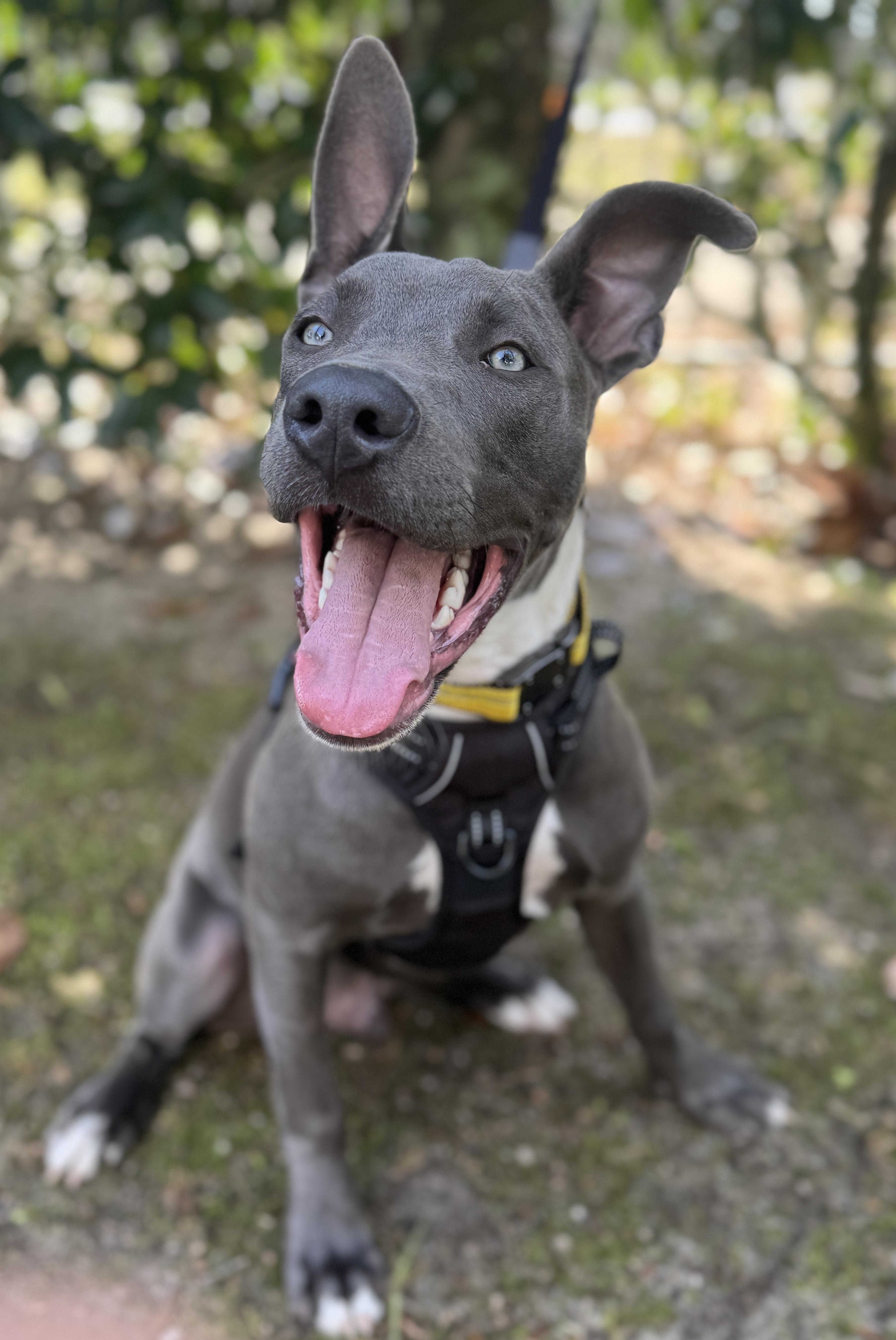 Enlarge Sky, a ADOPTABLE mixed breed in Navarre, FL image 6/6