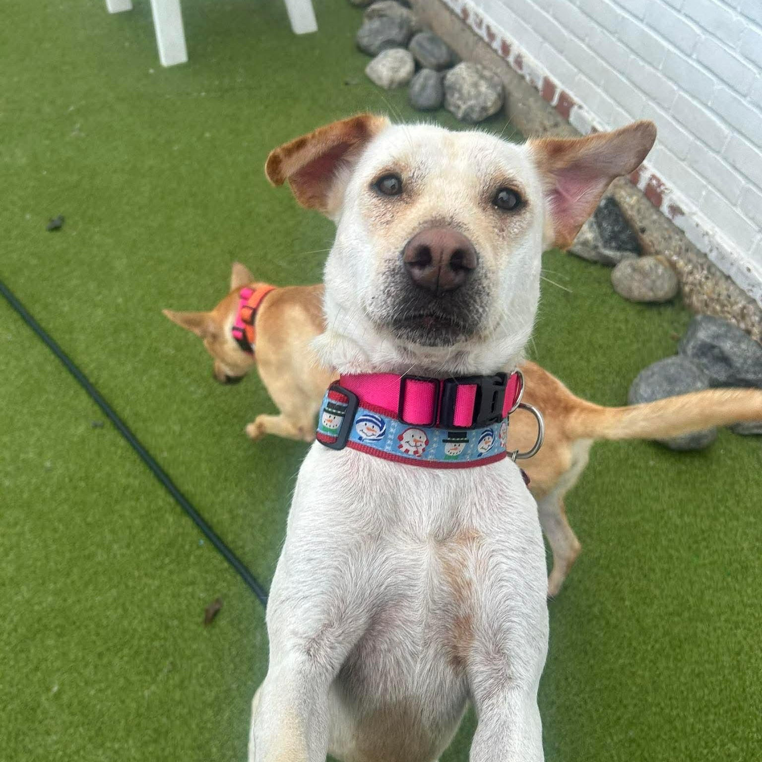 LODDY, adopted, Adult Female Mixed Breed.