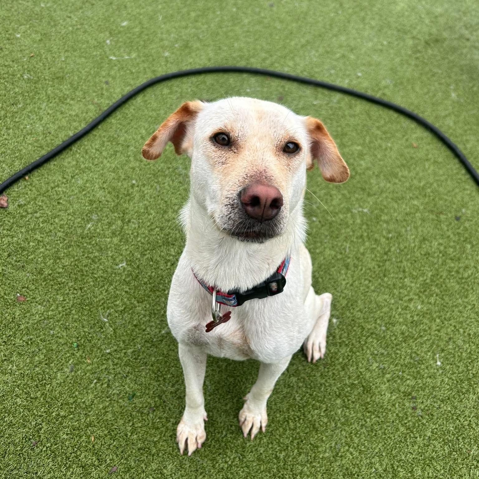 Enlarge LODDY, an adopted mixed breed in Stamford, CT image 2/6