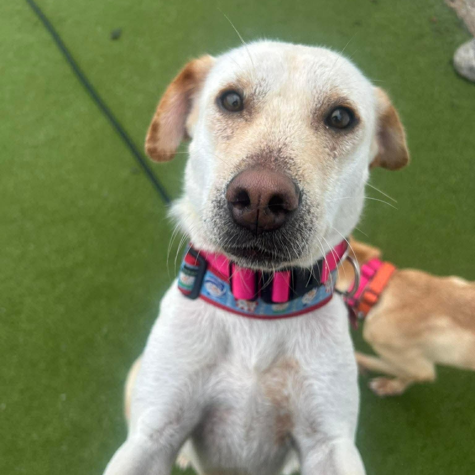 Enlarge LODDY, an adopted mixed breed in Stamford, CT image 3/6