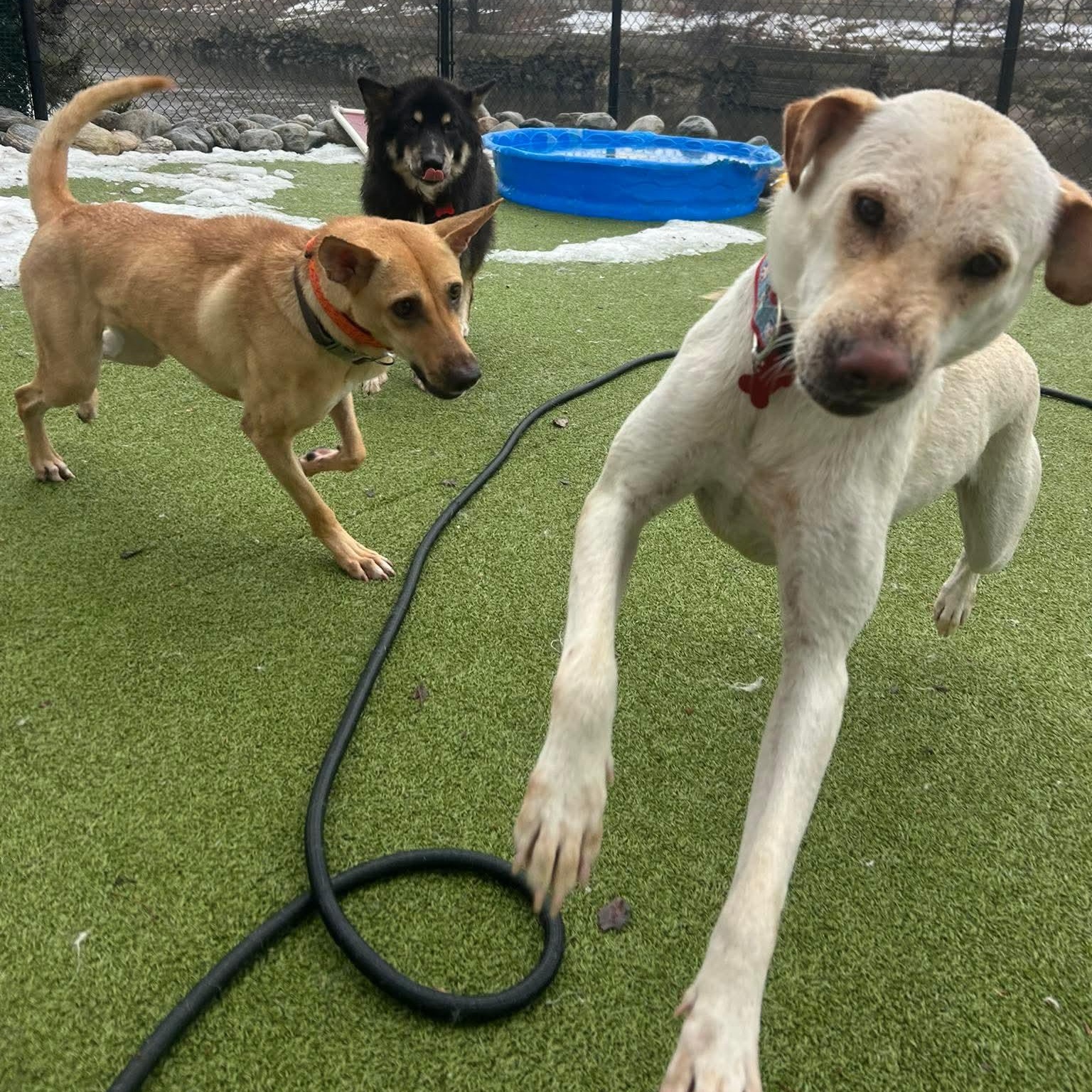 Enlarge LODDY, an adopted mixed breed in Stamford, CT image 4/6