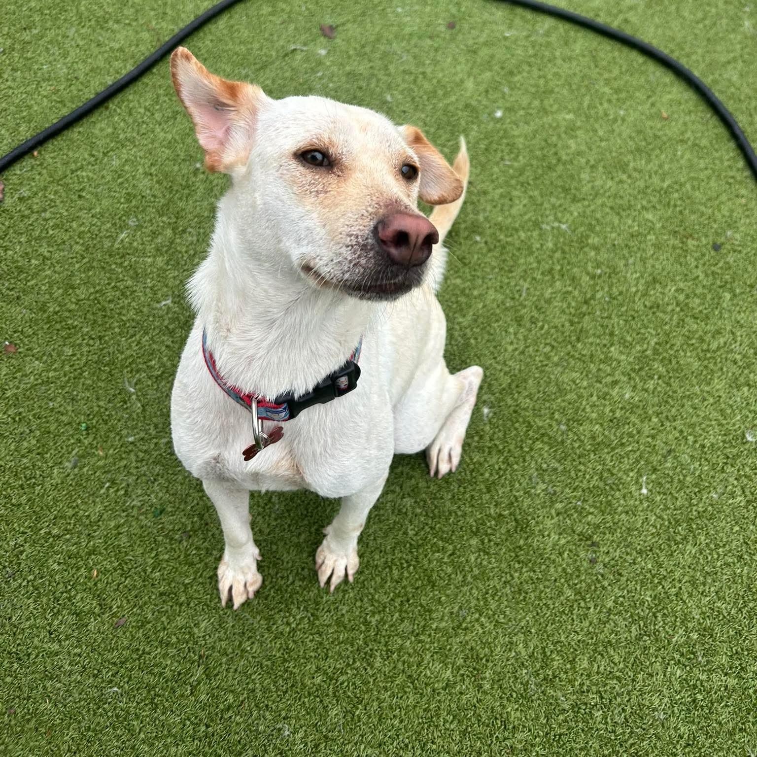 Enlarge LODDY, an adopted mixed breed in Stamford, CT image 5/6