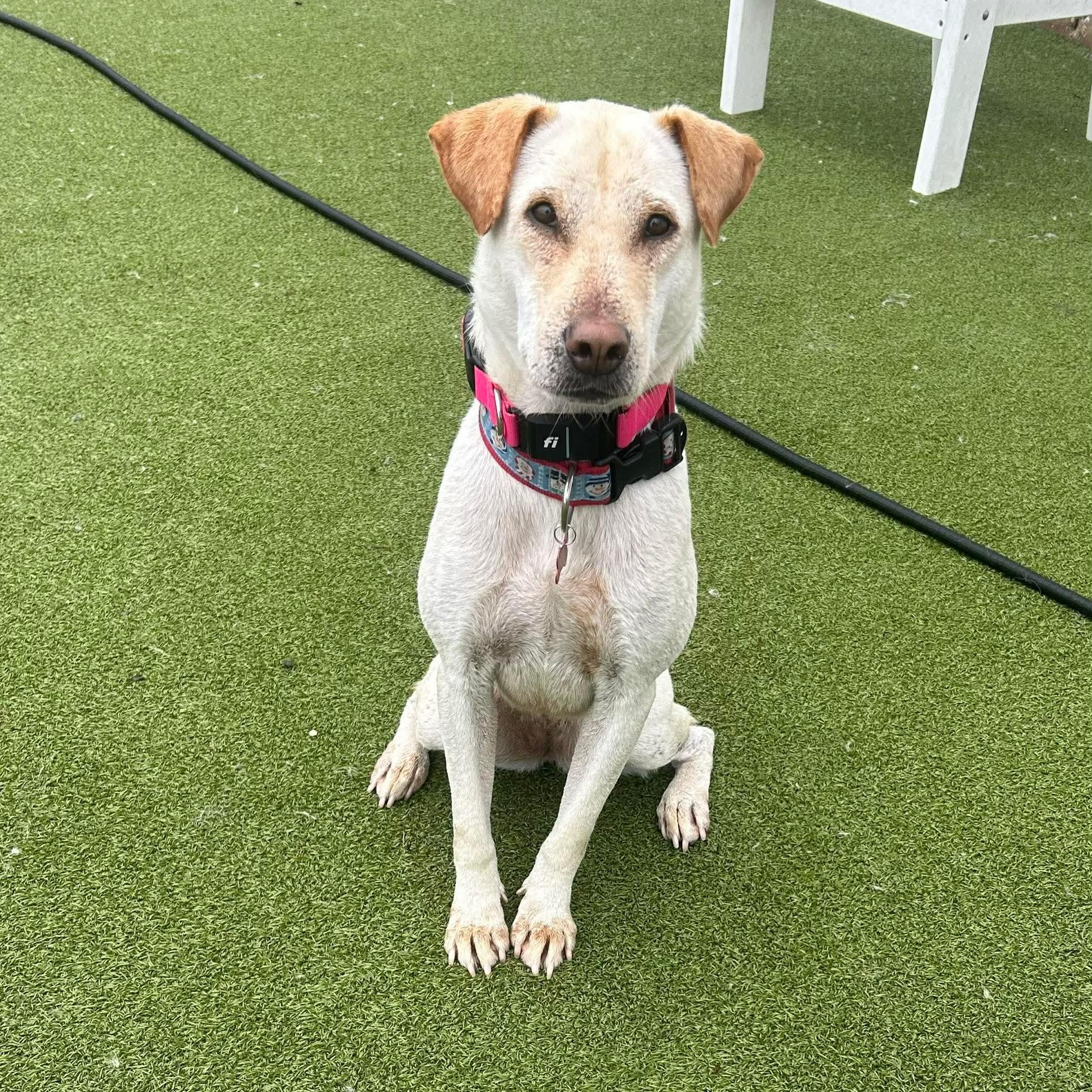 Enlarge LODDY, an adopted mixed breed in Stamford, CT image 6/6