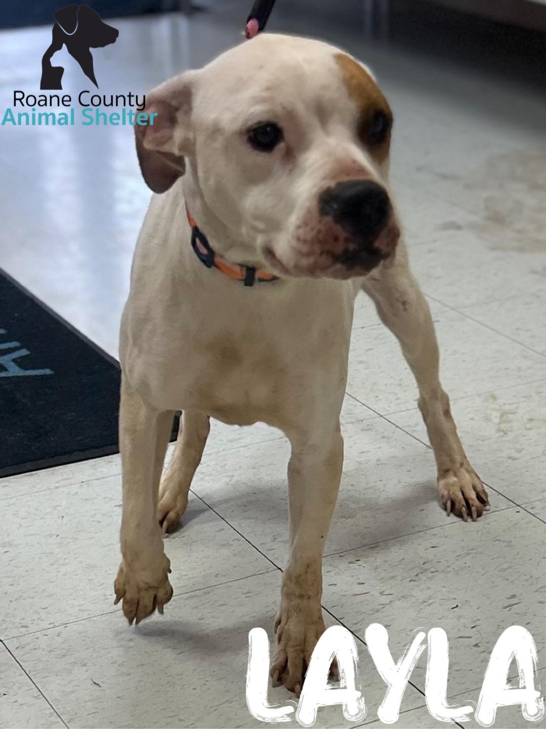 Enlarge Layla , an adopted mixed breed in Rockwood, TN image 1/1