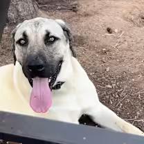 Big boy