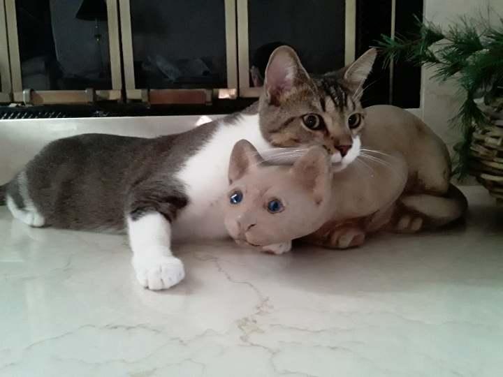 Enlarge Frankie, a Adoptable Domestic Medium Hair in Columbus, IN image 1/2