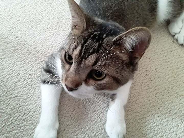 Frankie, Adoptable, Adult Male Domestic Medium Hair.