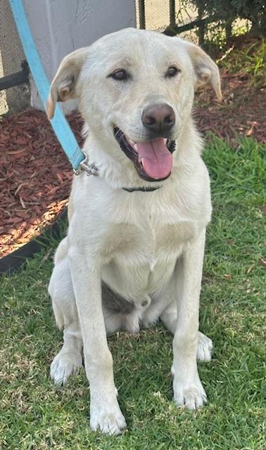 Enlarge LOBO, a ADOPTABLE mixed breed in Bell Gardens, CA image 2/6