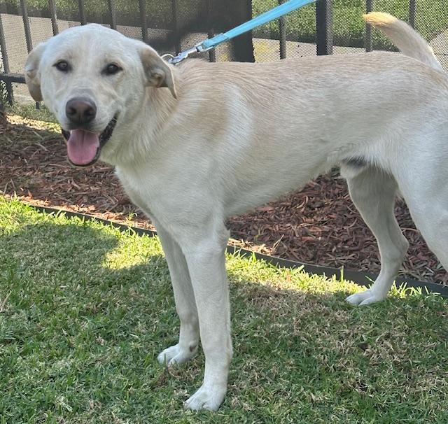 Enlarge LOBO, a ADOPTABLE mixed breed in Bell Gardens, CA image 3/6