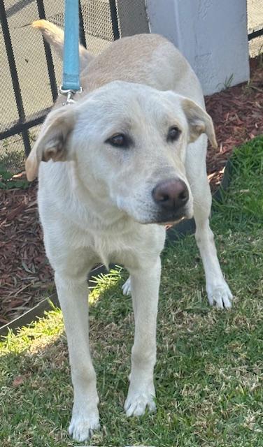 Enlarge LOBO, a ADOPTABLE mixed breed in Bell Gardens, CA image 4/6