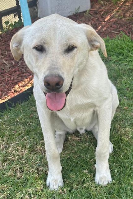 Enlarge LOBO, a ADOPTABLE mixed breed in Bell Gardens, CA image 6/6