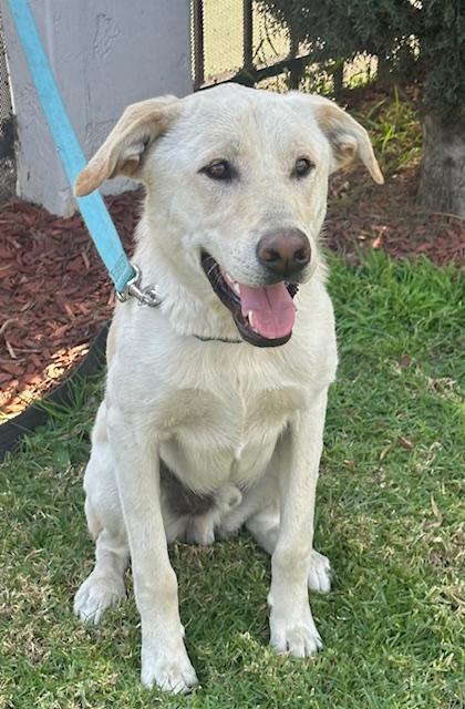 Enlarge LOBO, a ADOPTABLE mixed breed in Bell Gardens, CA image 1/6