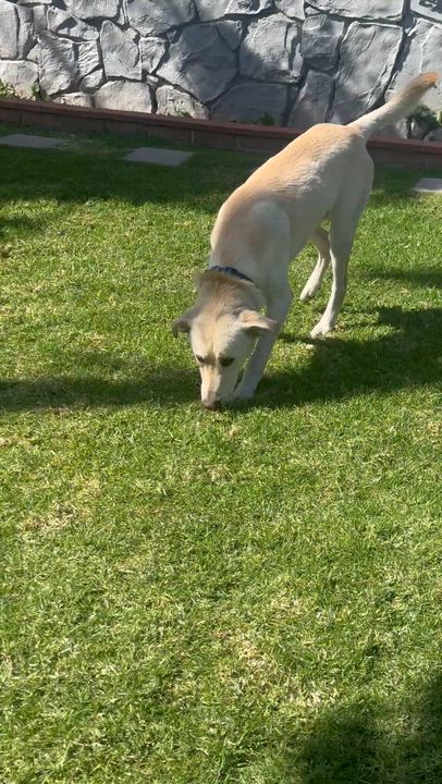 Enlarge LOBO, a ADOPTABLE mixed breed in Bell Gardens, CA video 5/6