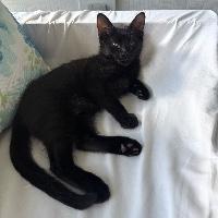 Stewart, adopted, Kitten Male Domestic Short Hair.