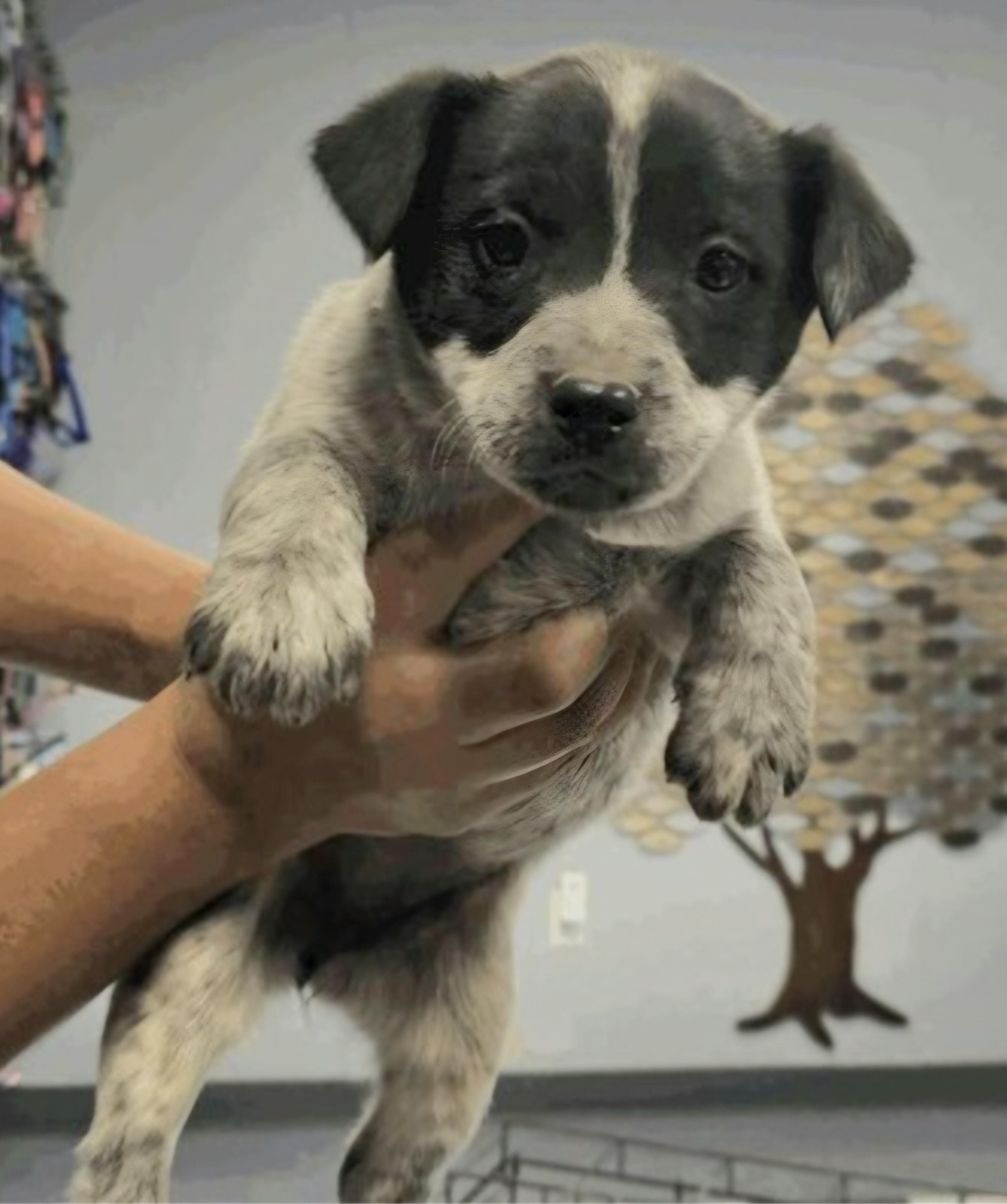 Enlarge LINDSEY, a ADOPTABLE mixed breed in Salt Lake City, UT image 1/1