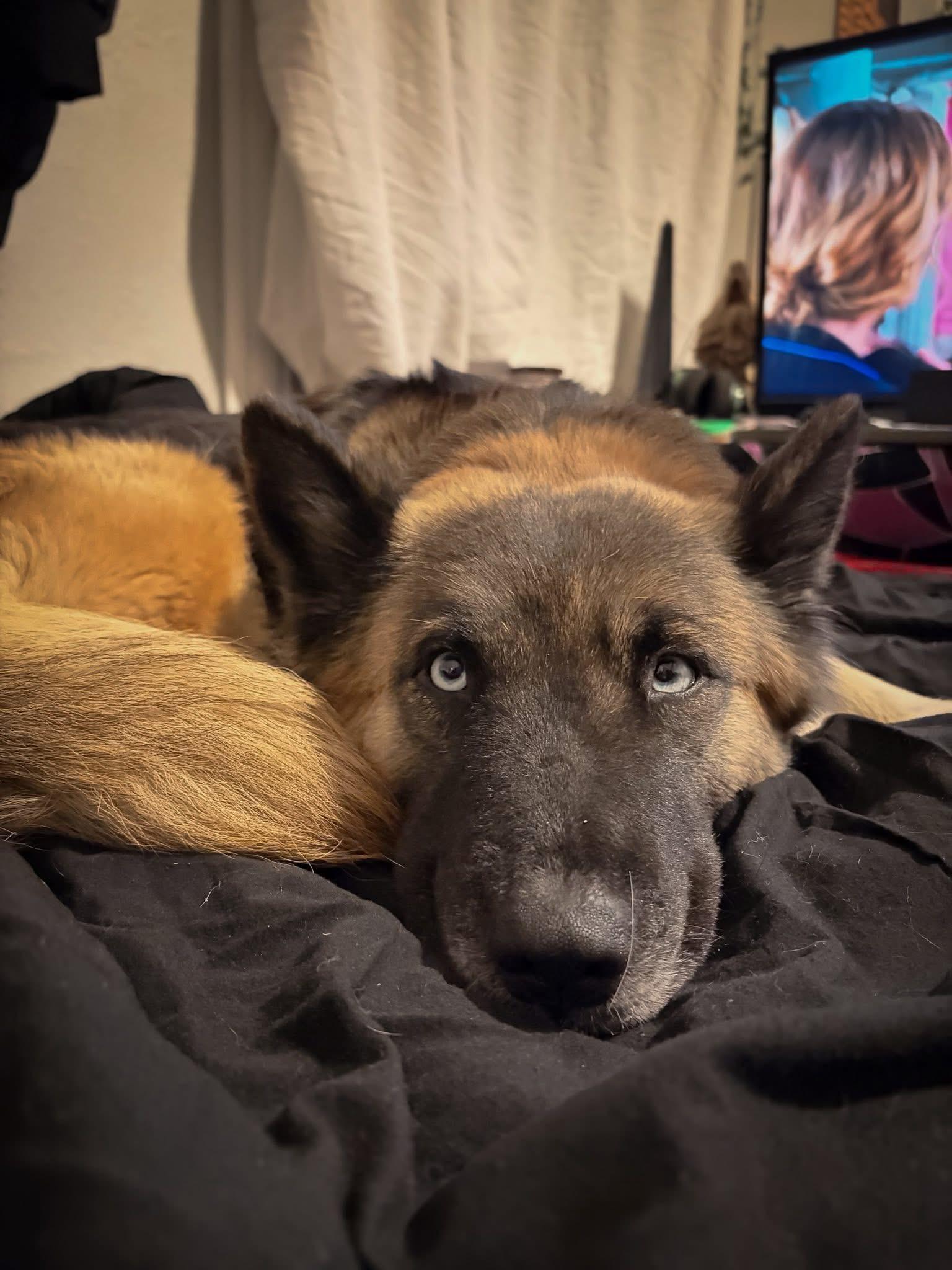 Charlie, Adoptable, Adult Female German Shepherd Dog & Siberian Husky.