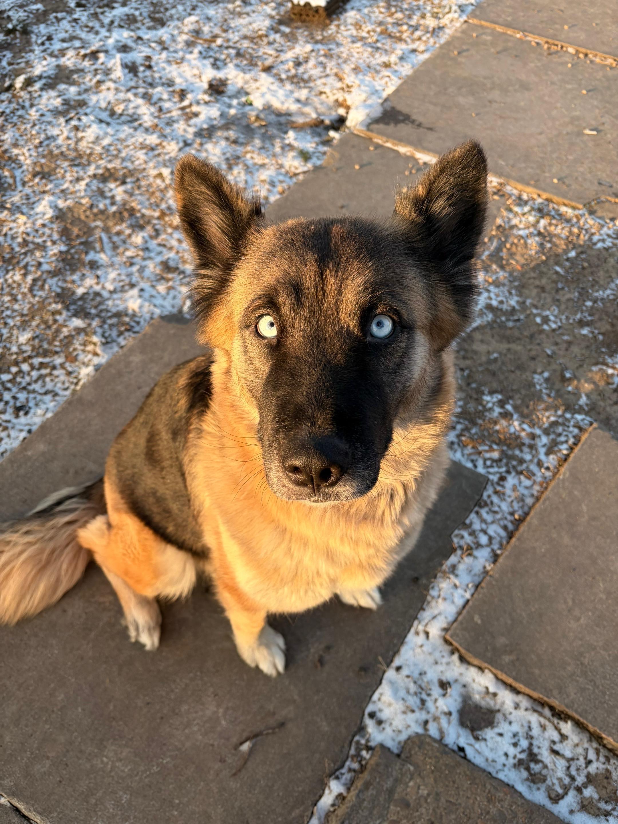 Enlarge Charlie, a Adoptable mixed breed in Oak Ridge, TN image 2/6