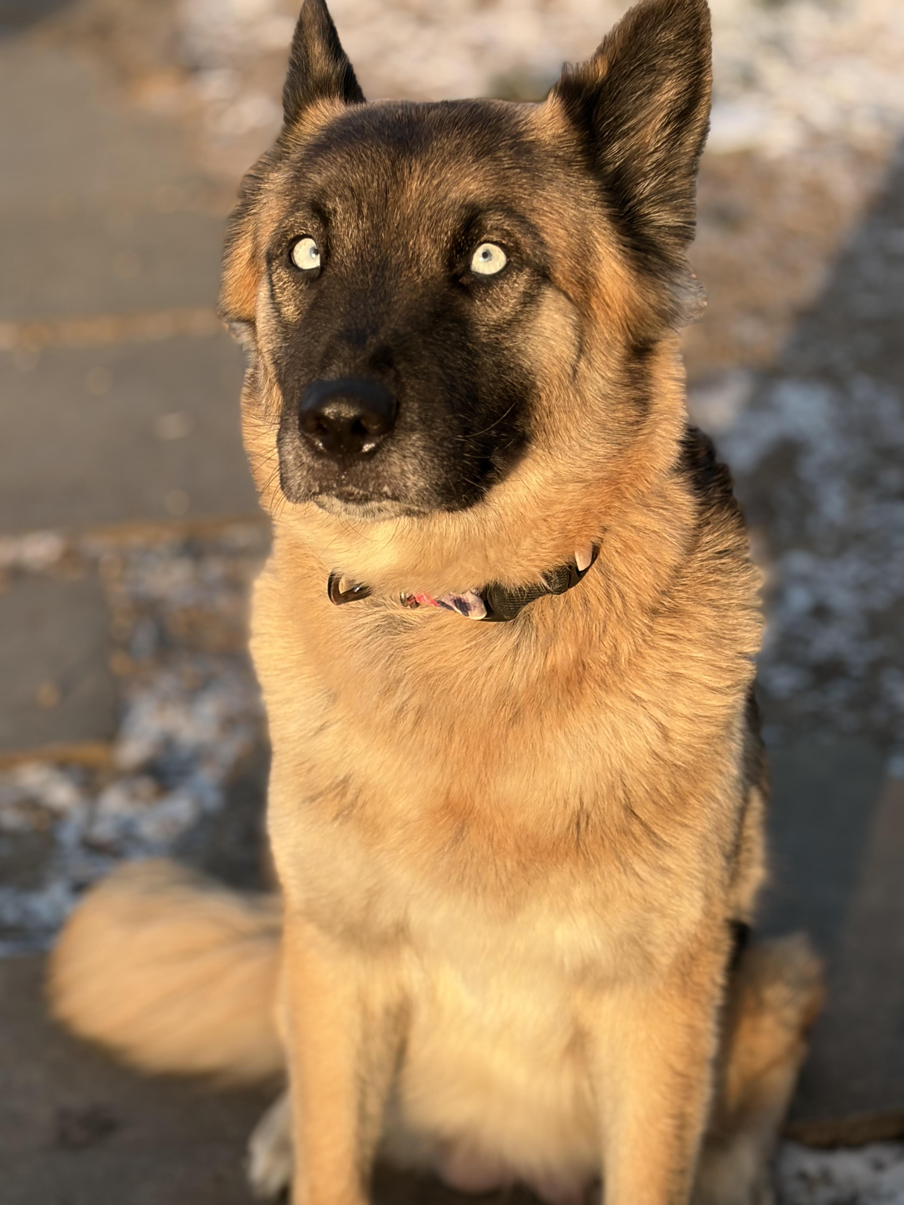 Enlarge Charlie, a Adoptable mixed breed in Oak Ridge, TN image 4/6