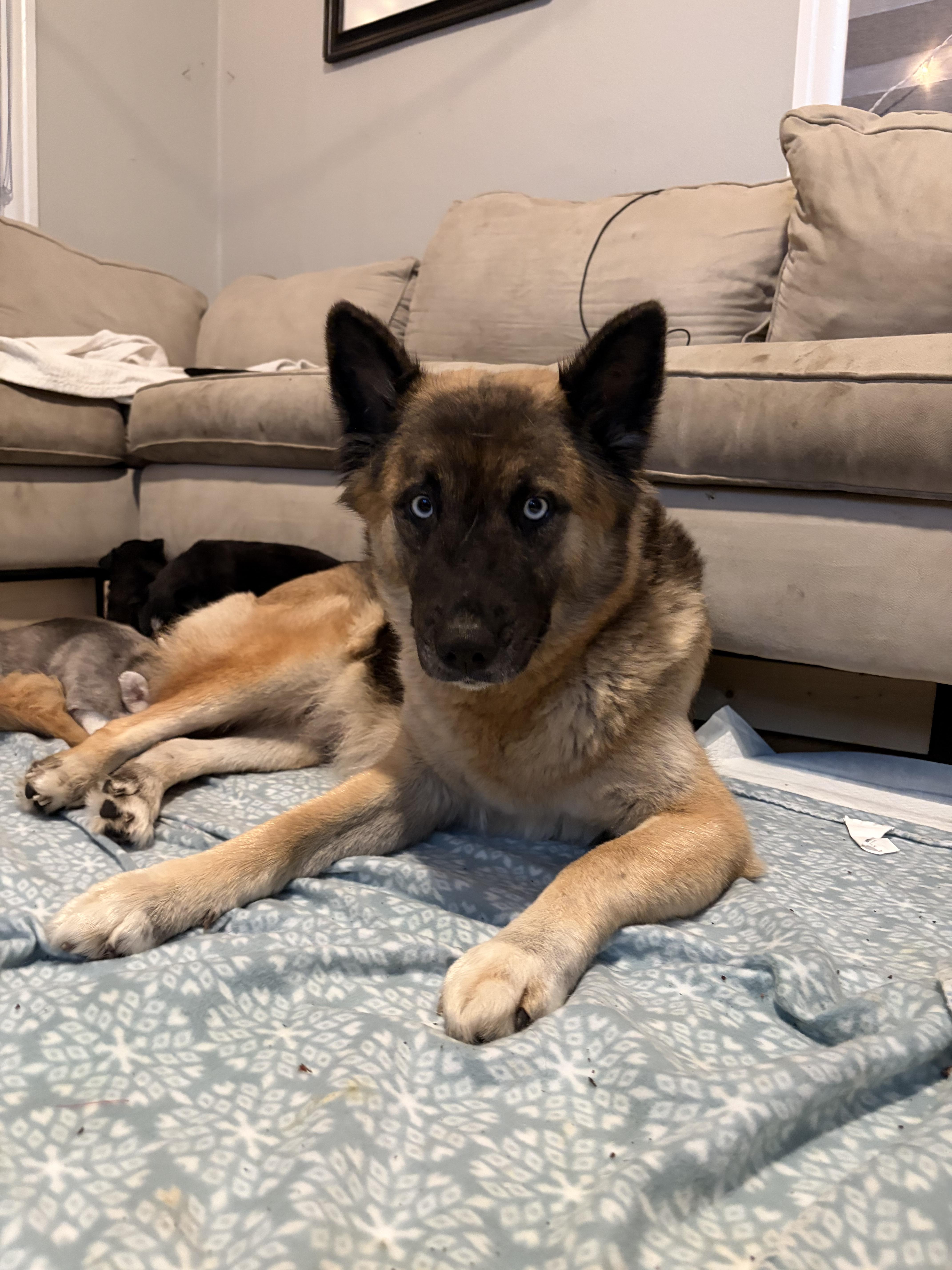 Enlarge Charlie, a Adoptable mixed breed in Oak Ridge, TN image 5/6