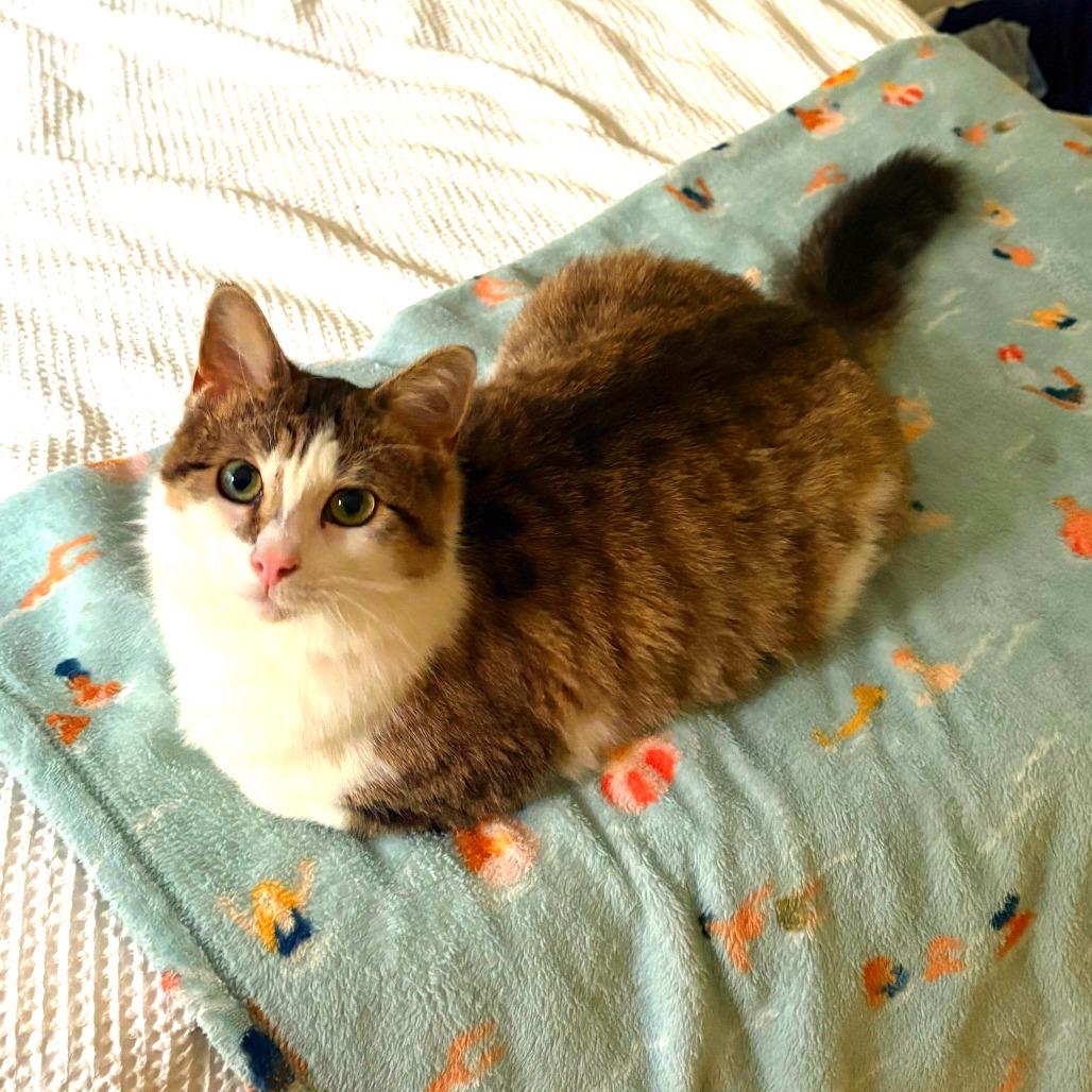 Enlarge Morgana, a Adoptable Domestic Short Hair in New York, NY image 2/6