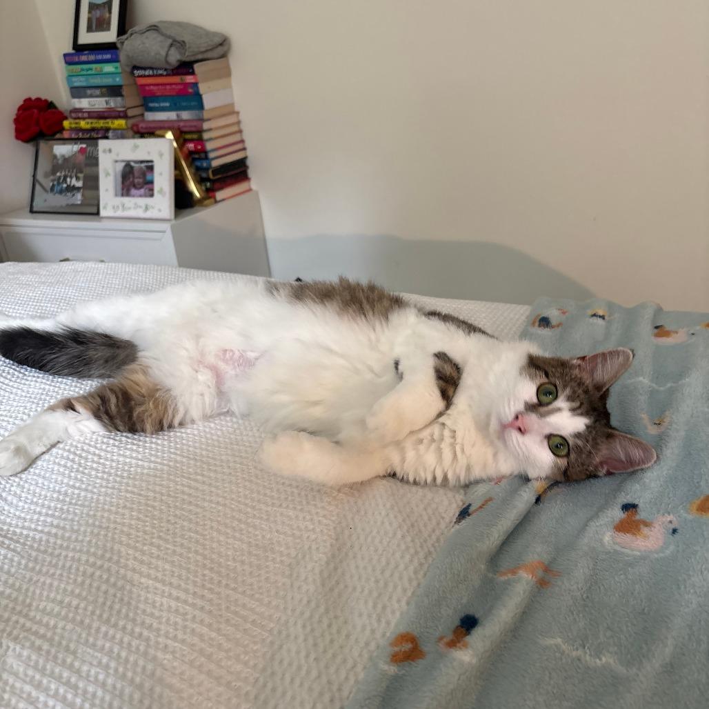 Enlarge Morgana, a Adoptable Domestic Short Hair in New York, NY image 3/6