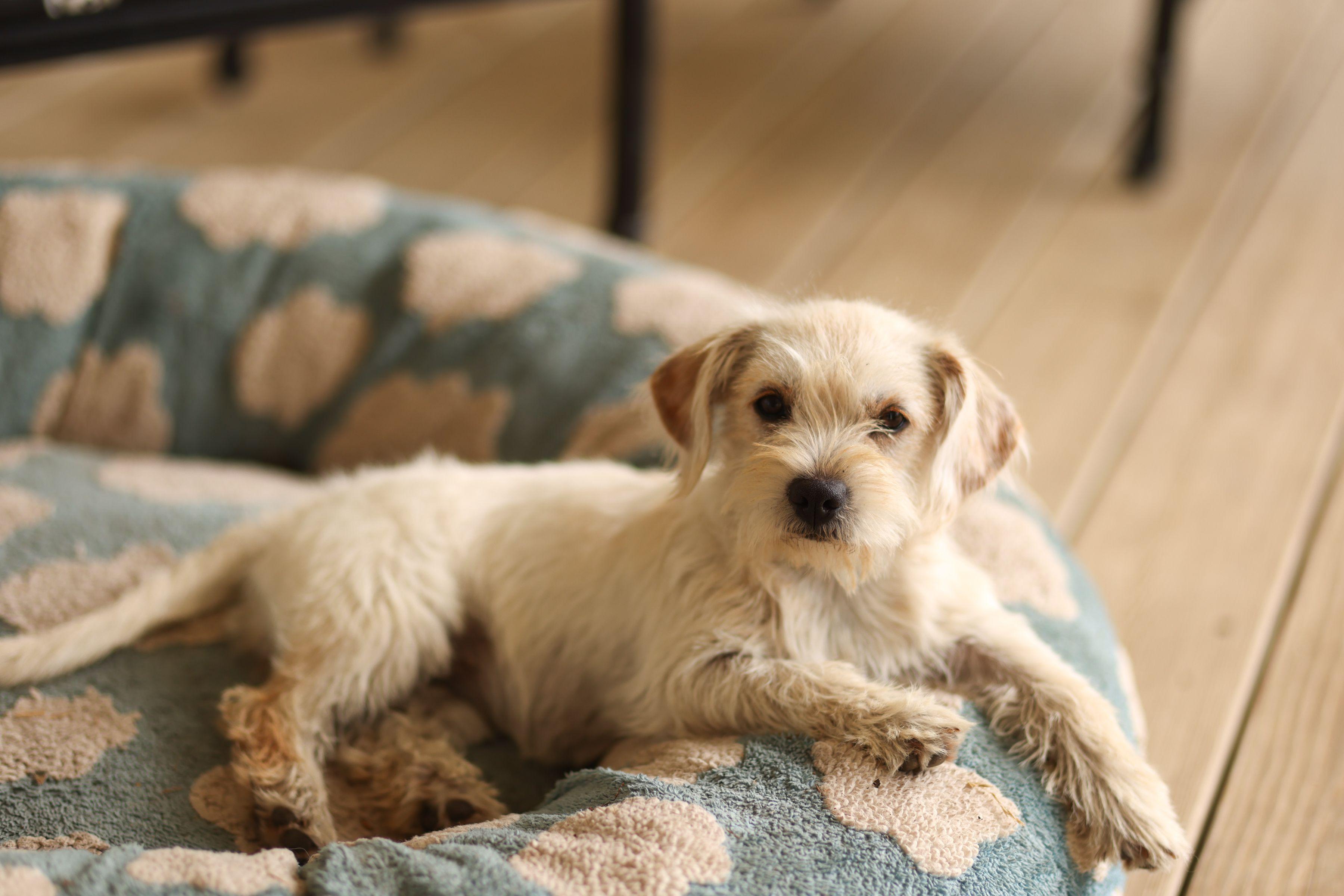 Sunshine, a ADOPTABLE mixed breed in Monroe, NC image 2/2