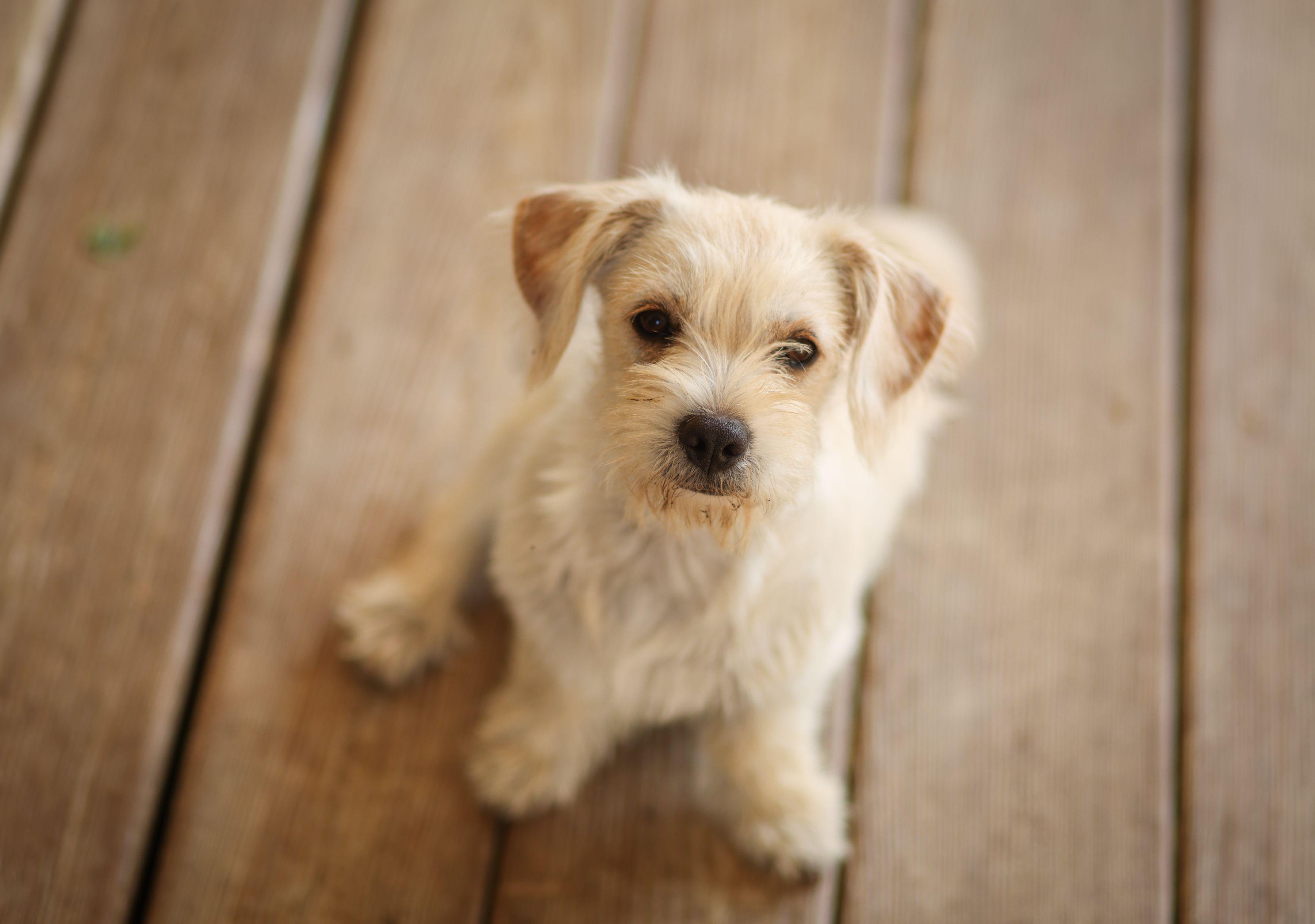 Sunshine, ADOPTABLE, Puppy Female Shih Tzu & Yorkshire Terrier.