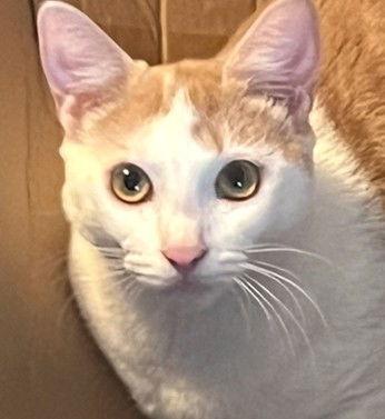 Enlarge Evelyn - foster, a Adopted Domestic Short Hair in Oakland Park, FL image 1/3