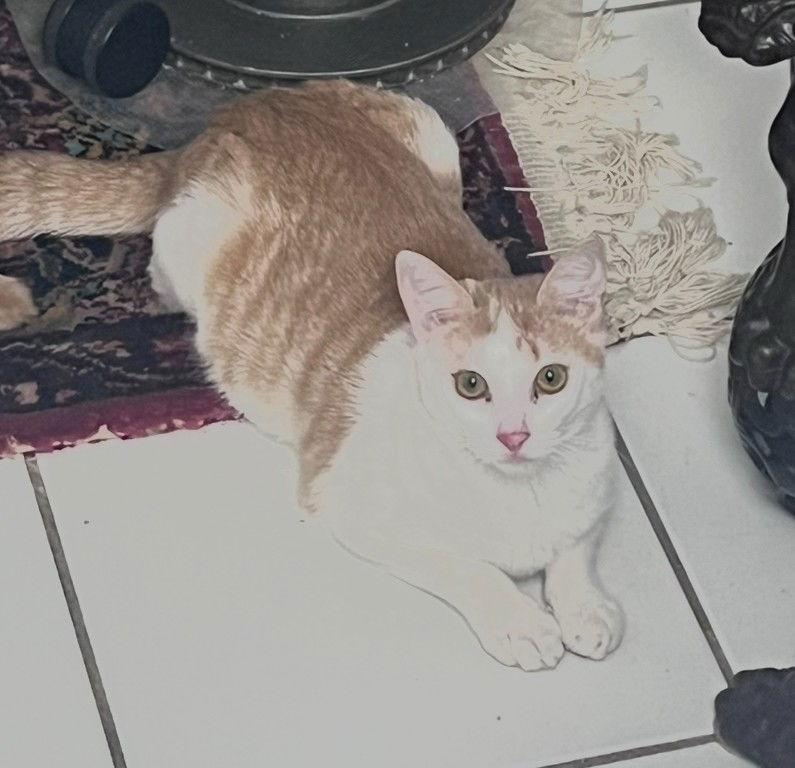 Enlarge Evelyn - foster, a Adopted Domestic Short Hair in Oakland Park, FL image 2/3