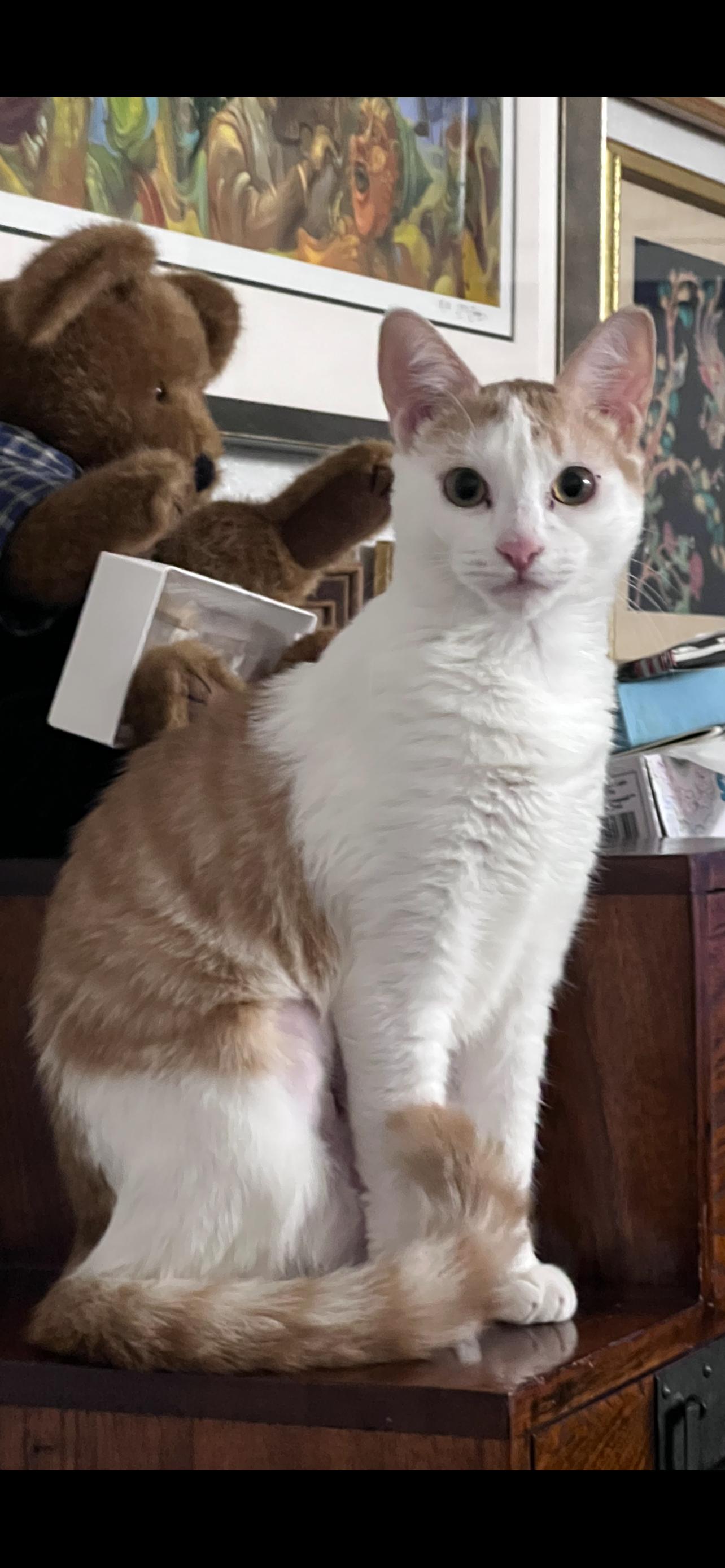 Enlarge Evelyn - foster, a Adopted Domestic Short Hair in Oakland Park, FL image 3/3