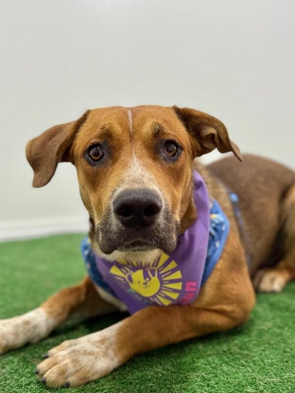 Enlarge Zeke-One of our Amazing Rescue Dogs, a Adoptable mixed breed in San Jose, CA image 1/1