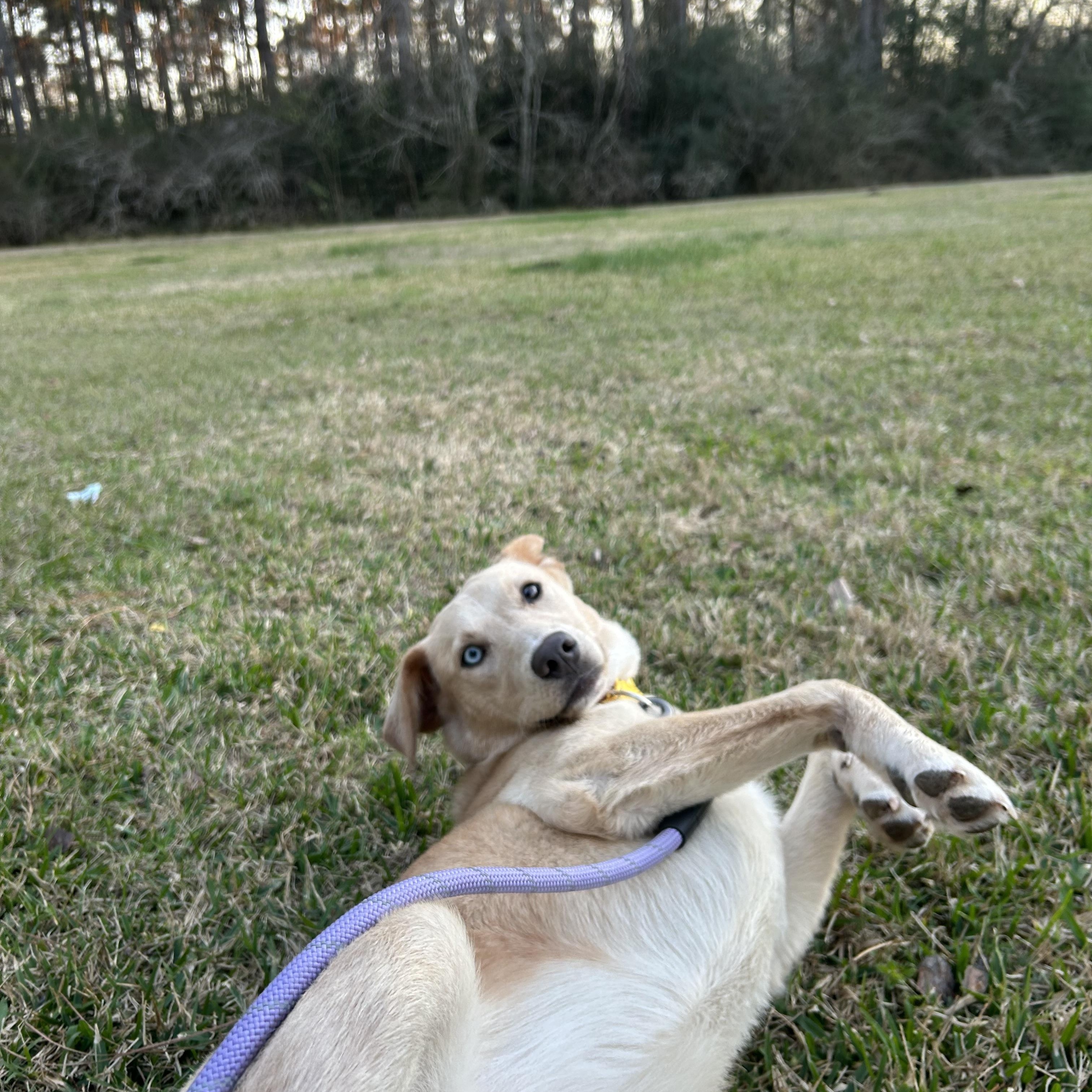 Enlarge Sunny, a Adoptable mixed breed in Charlotte, NC image 6/6