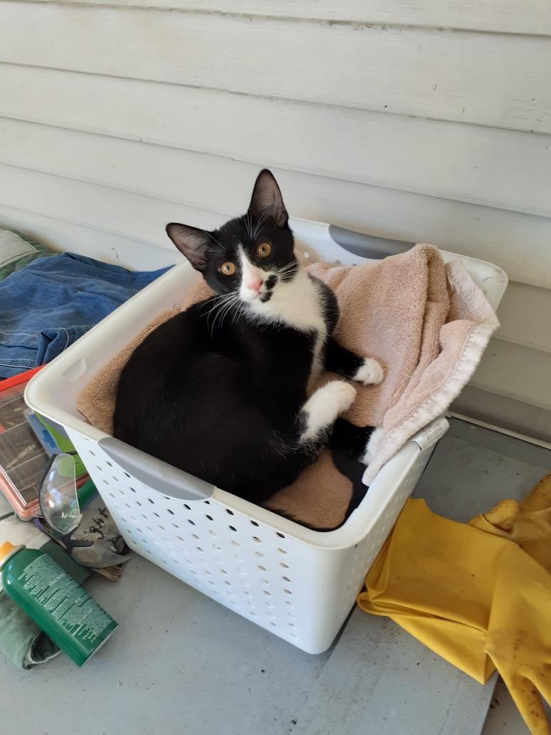 Enlarge Fergie, a Adoptable Tuxedo in Wimauma, FL image 5/6