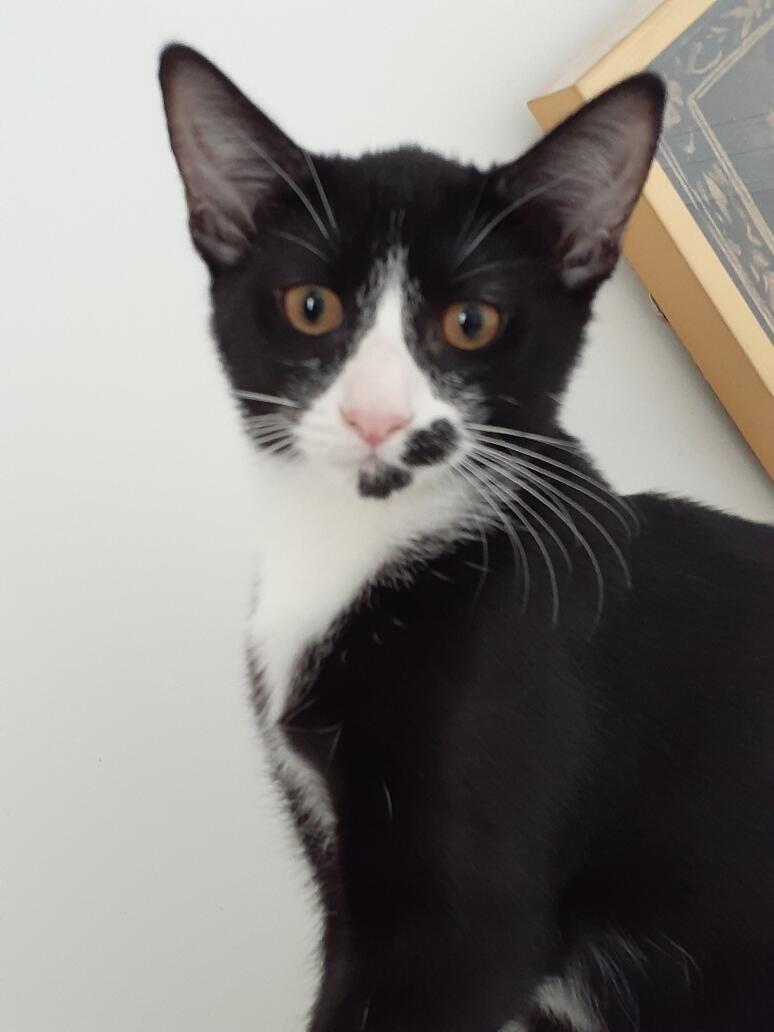 Fergie, Adoptable, Kitten Female Tuxedo.