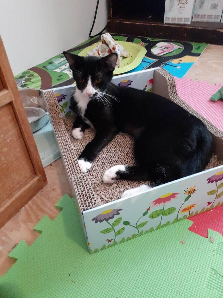 Fergie, a Adoptable Tuxedo image 2/6