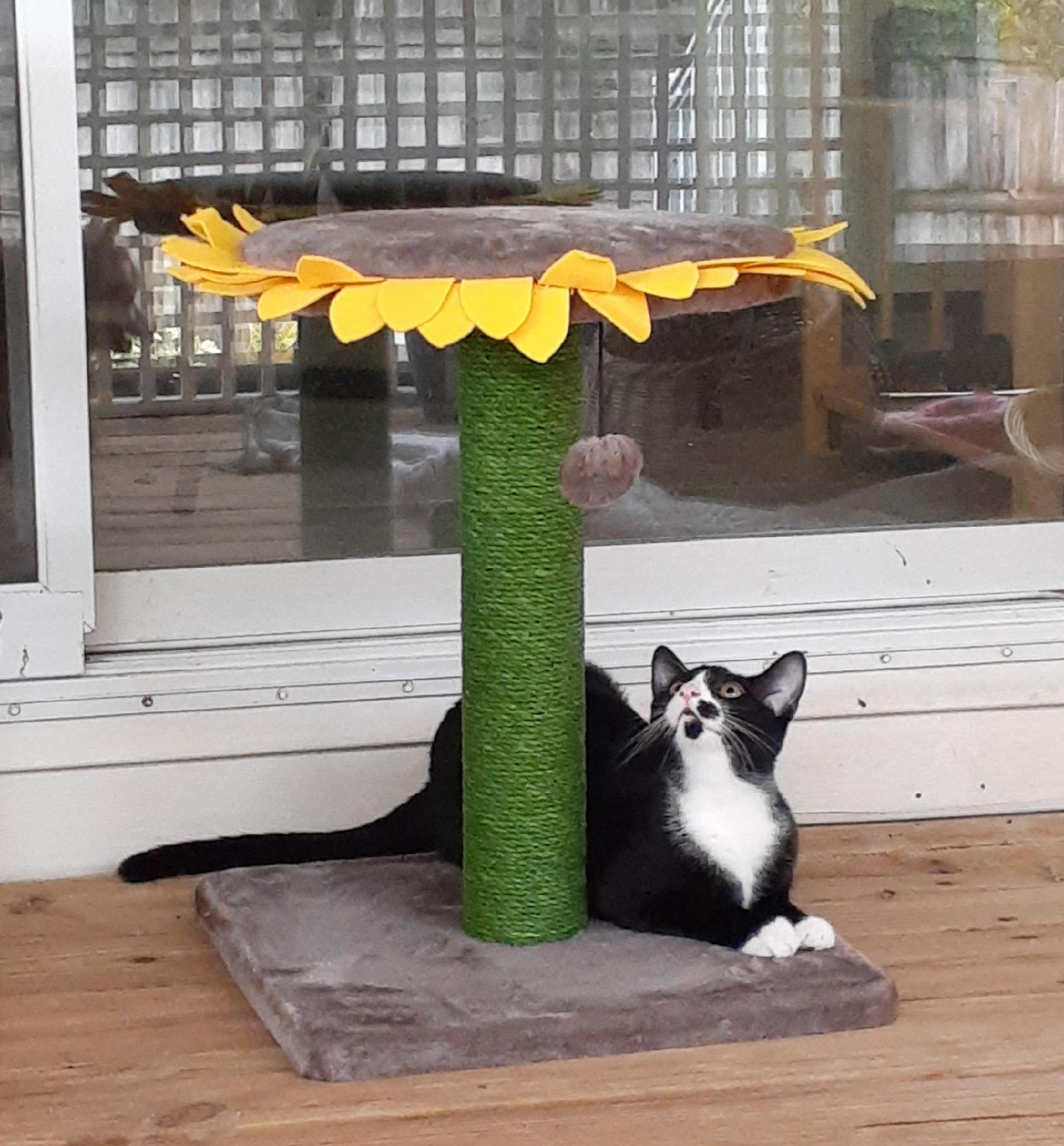 Enlarge Fergie, a Adoptable Tuxedo in Wimauma, FL image 4/6