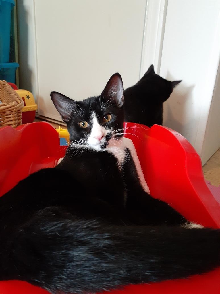 Fergie, a Adoptable Tuxedo image 3/6