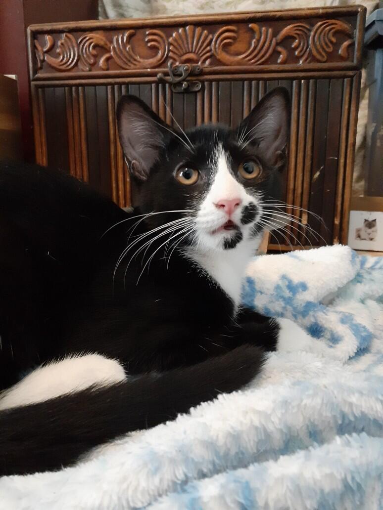 Fergie, a Adoptable Tuxedo image 5/6