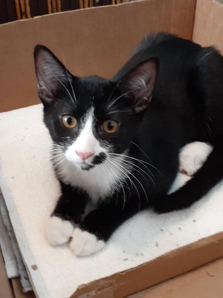 Fergie, a Adoptable Tuxedo image 6/6