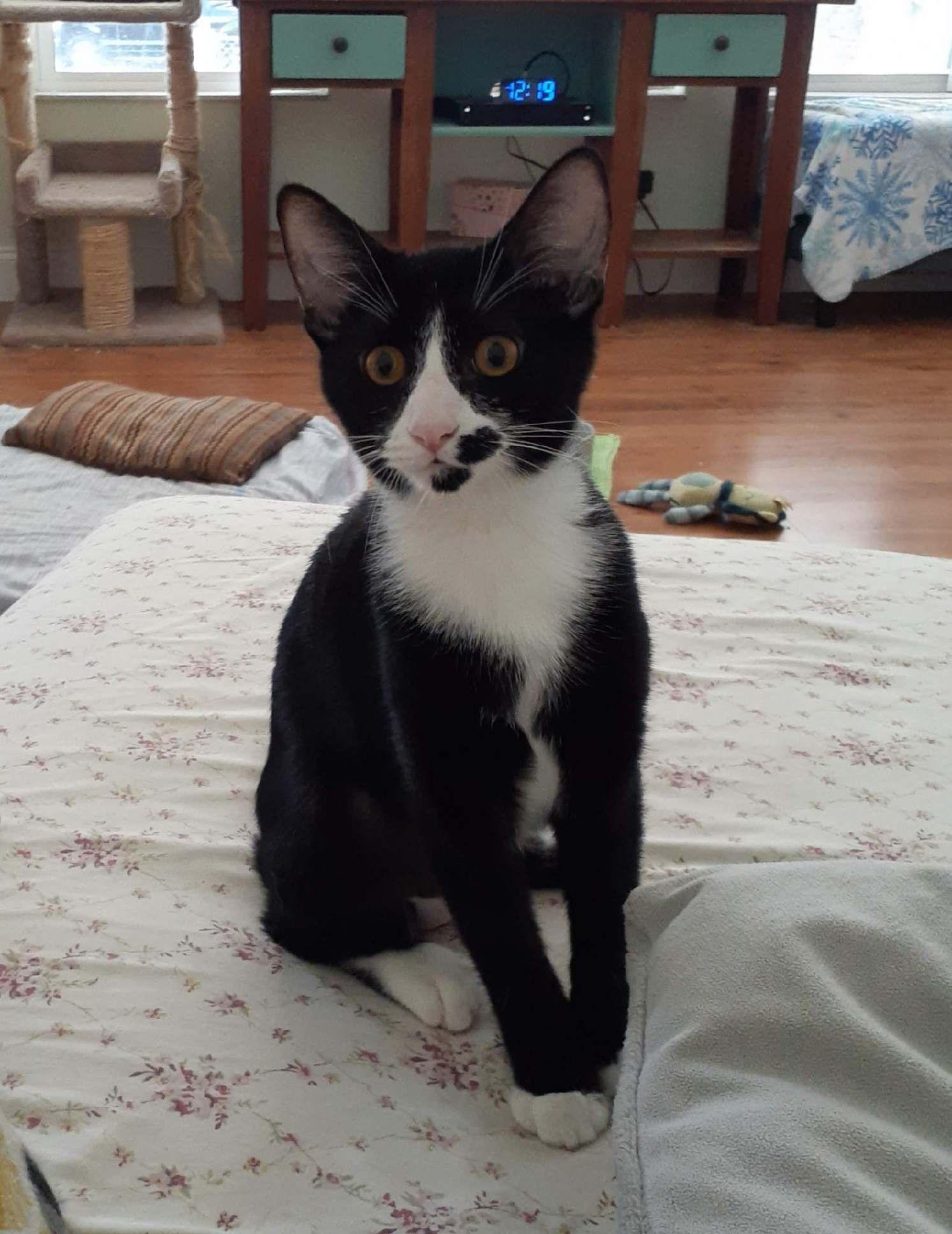 Fergie, Adoptable, Kitten Female Tuxedo.