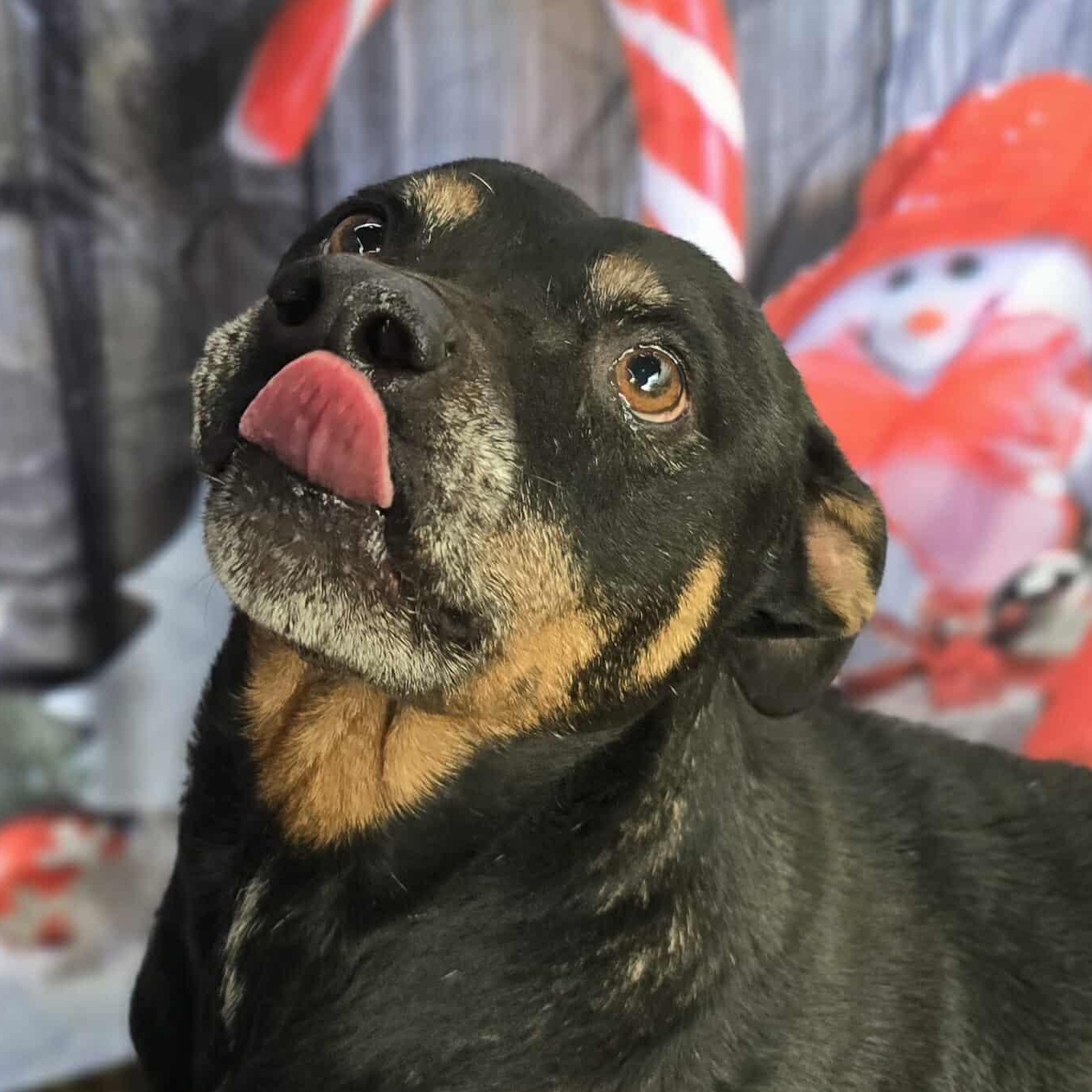 Talbert — thumbnail 2