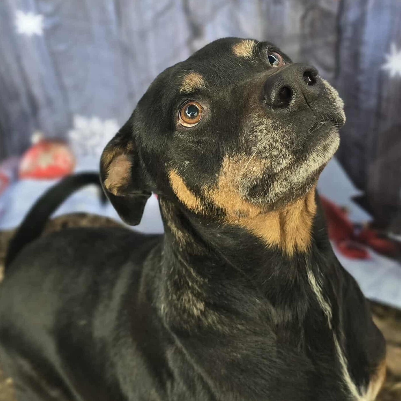 Talbert — thumbnail 3