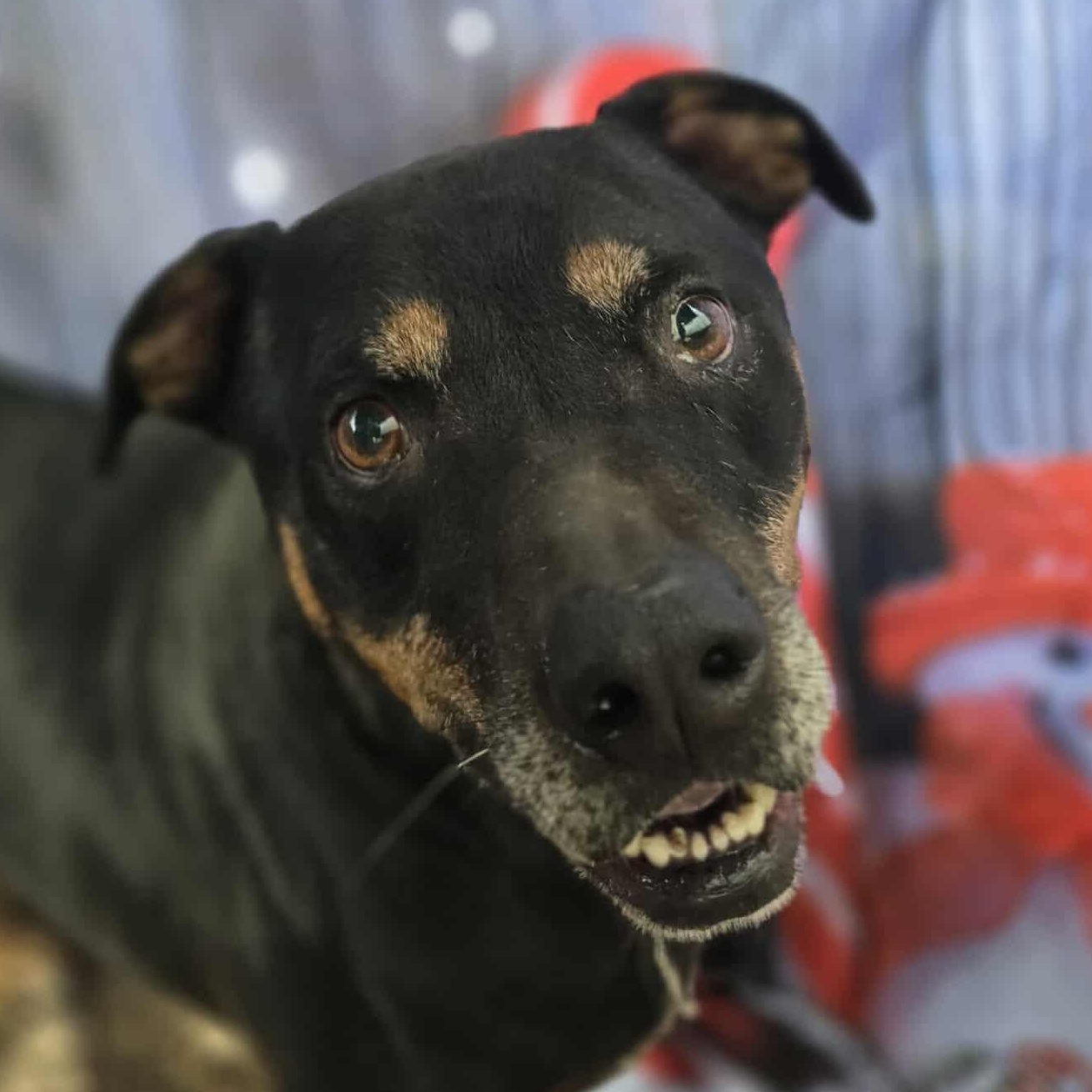 Talbert — thumbnail 4